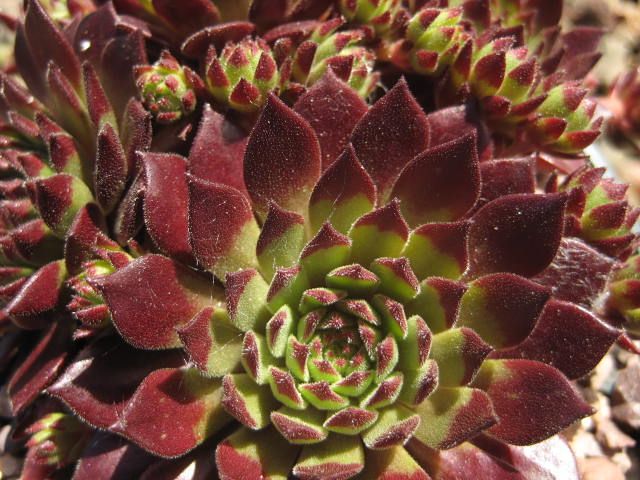 Maroon Jovibarba flowering and foliage seeds
