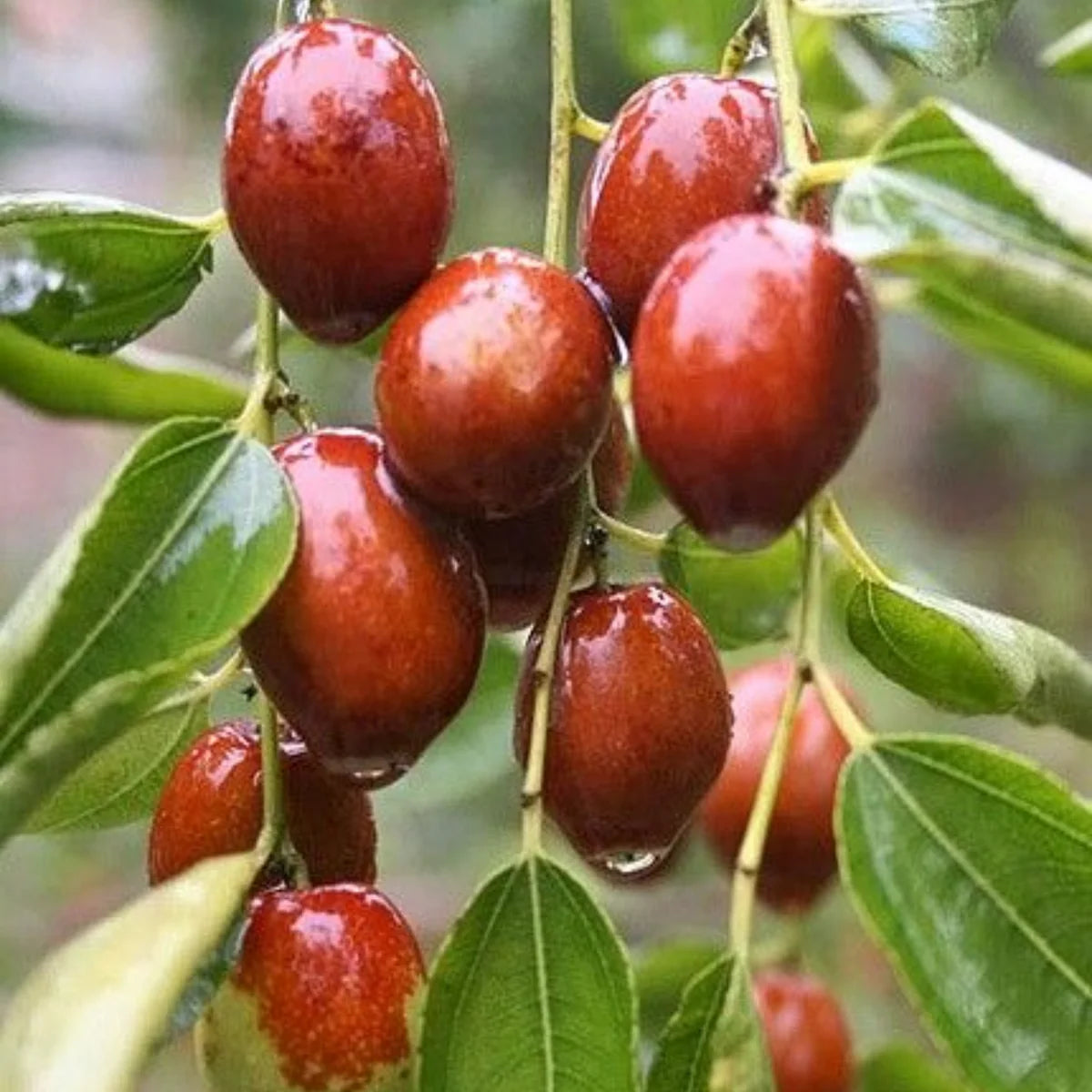 Red Jujube Fruit Seeds for Planting - Grow Your Own Sweet Jujube Trees