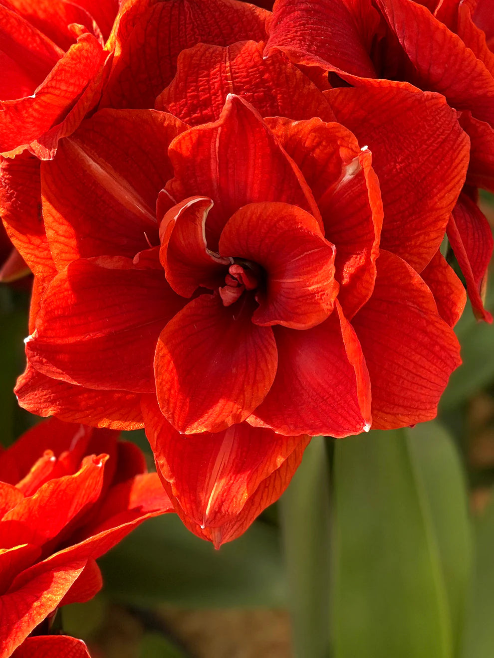 Red Double Narcissus Flower Seeds for Planting Wildflower Mix Heirloom & GMO Free Seeds for Home Garden
 
 Sale