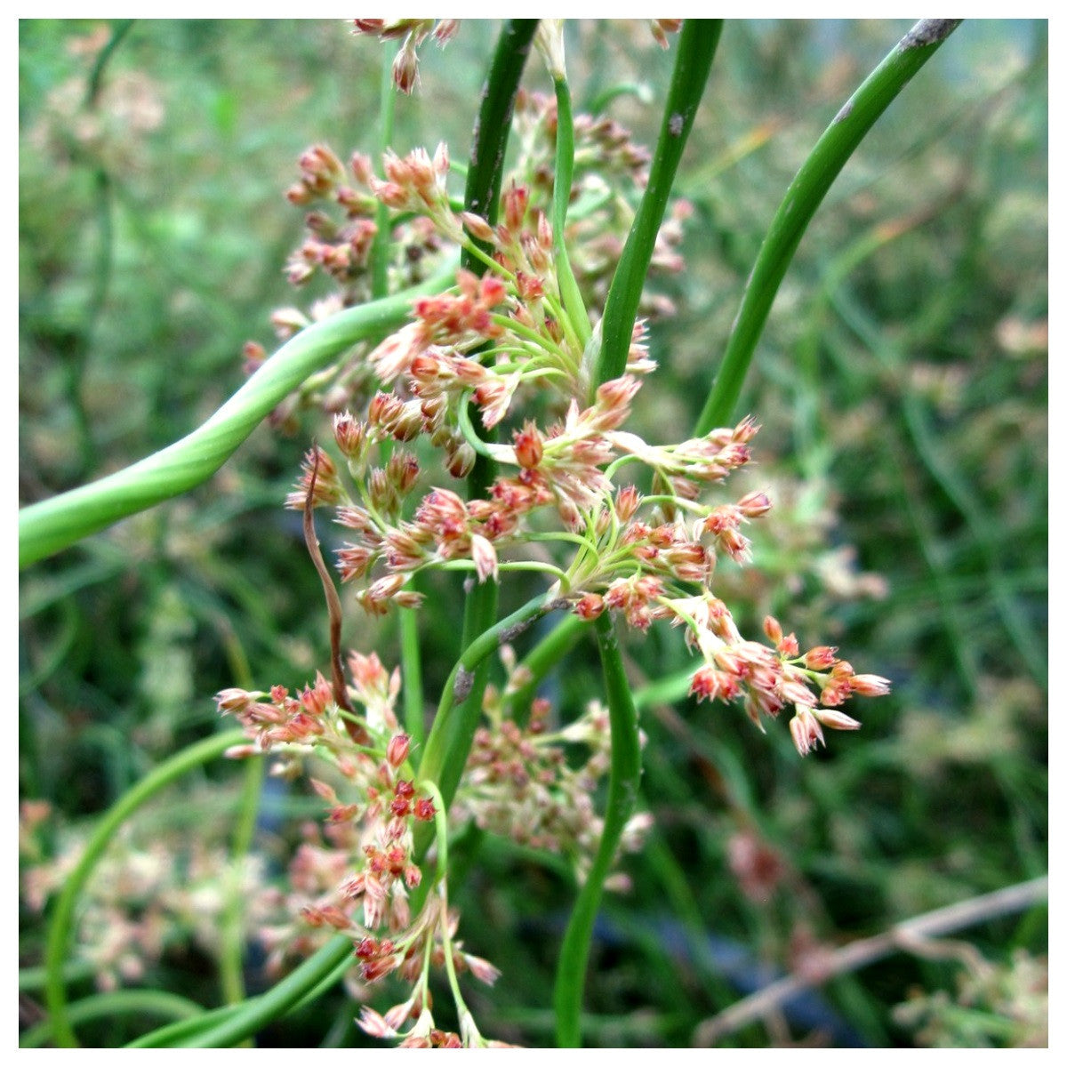 Juncus Effusus Corkscrew Rush Seeds for Planting | Unique Aquatic Flower Seeds