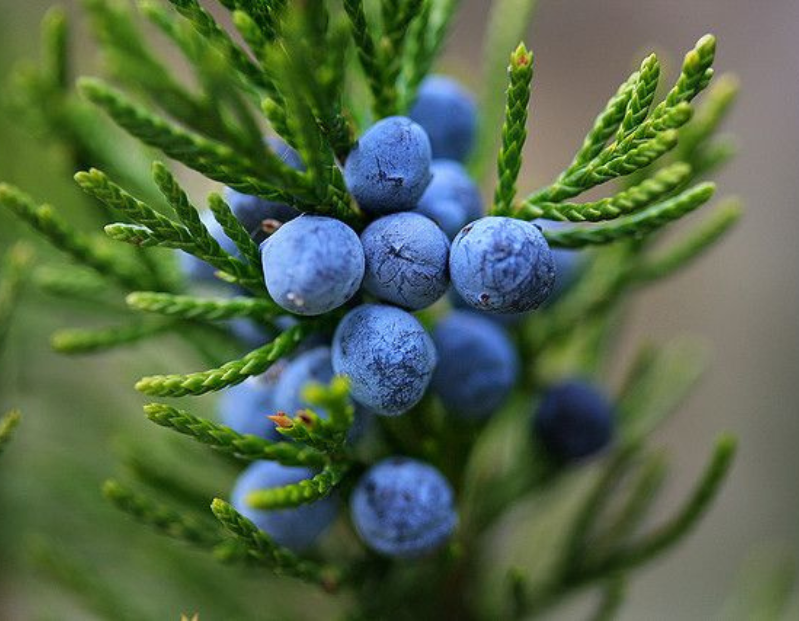 Juniperus Fruit Planting Seeds for Garden - Grow Hardy Evergreen Shrub with Aromatic Berries, Perfect for Spring or Fall Planting