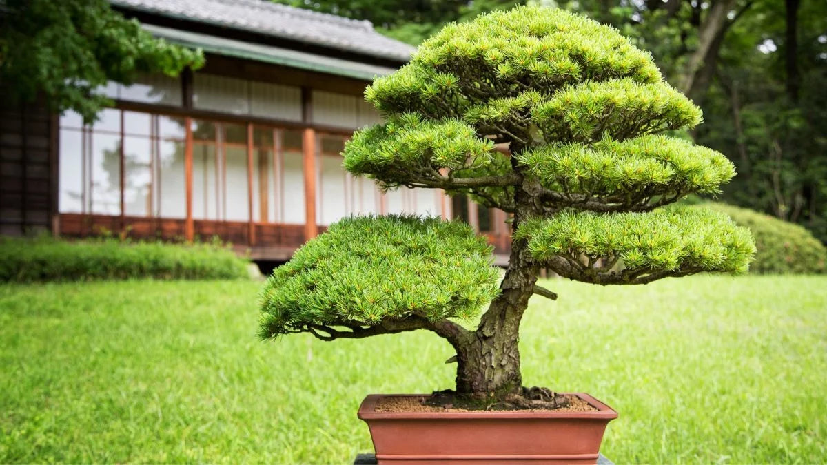 Green Juniper Bonsai Tree Planting Seeds - Perfect for Indoor and Outdoor Cultivation