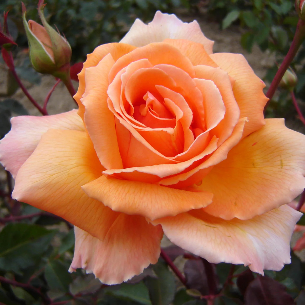 Orange Joey Hybrid Tea Rose Flower seeds for Planting - Cut Flower Favorite, Heirloom & GMO Free Seeds for Home Garden
