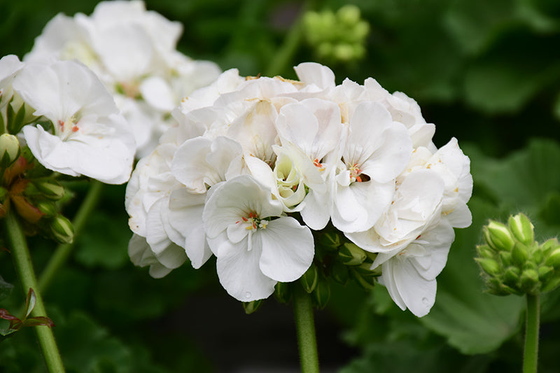 White Geranium Pelargonium Flower seeds for Planting - Drought Tolerant, Heirloom & GMO Free Seeds for Home Garden