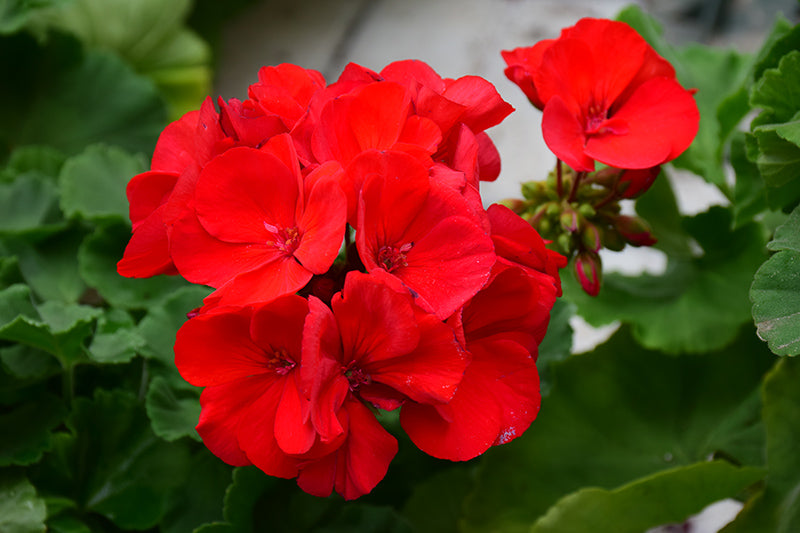 Dark Red Pelargonium Flower seeds for Planting - Garden Favorite, Heirloom & GMO Free Seeds for Home Garden