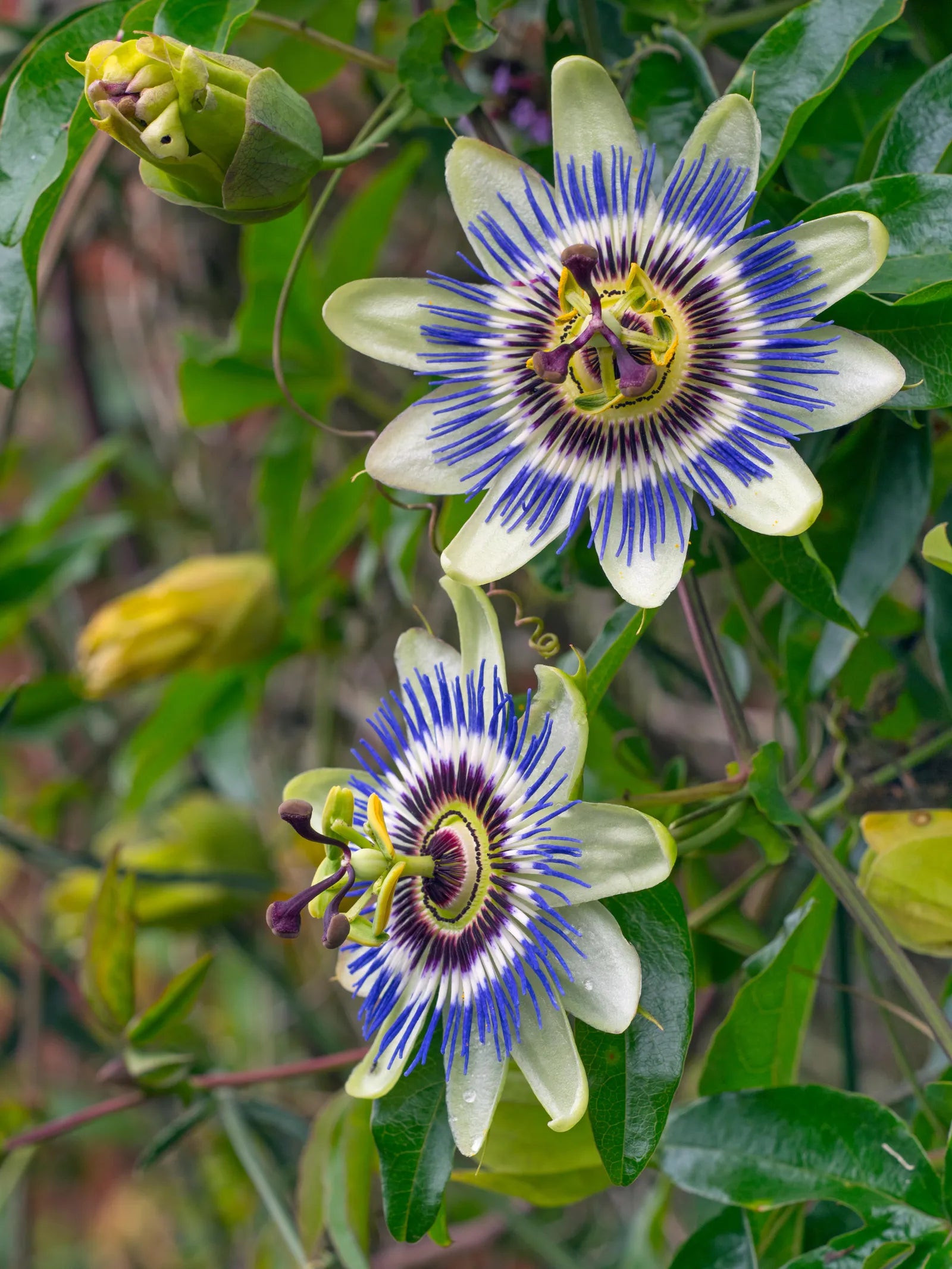 Passion Flower seeds for Planting Seasonal Bloomer Heirloom & GMO Free Seeds for Home Garden