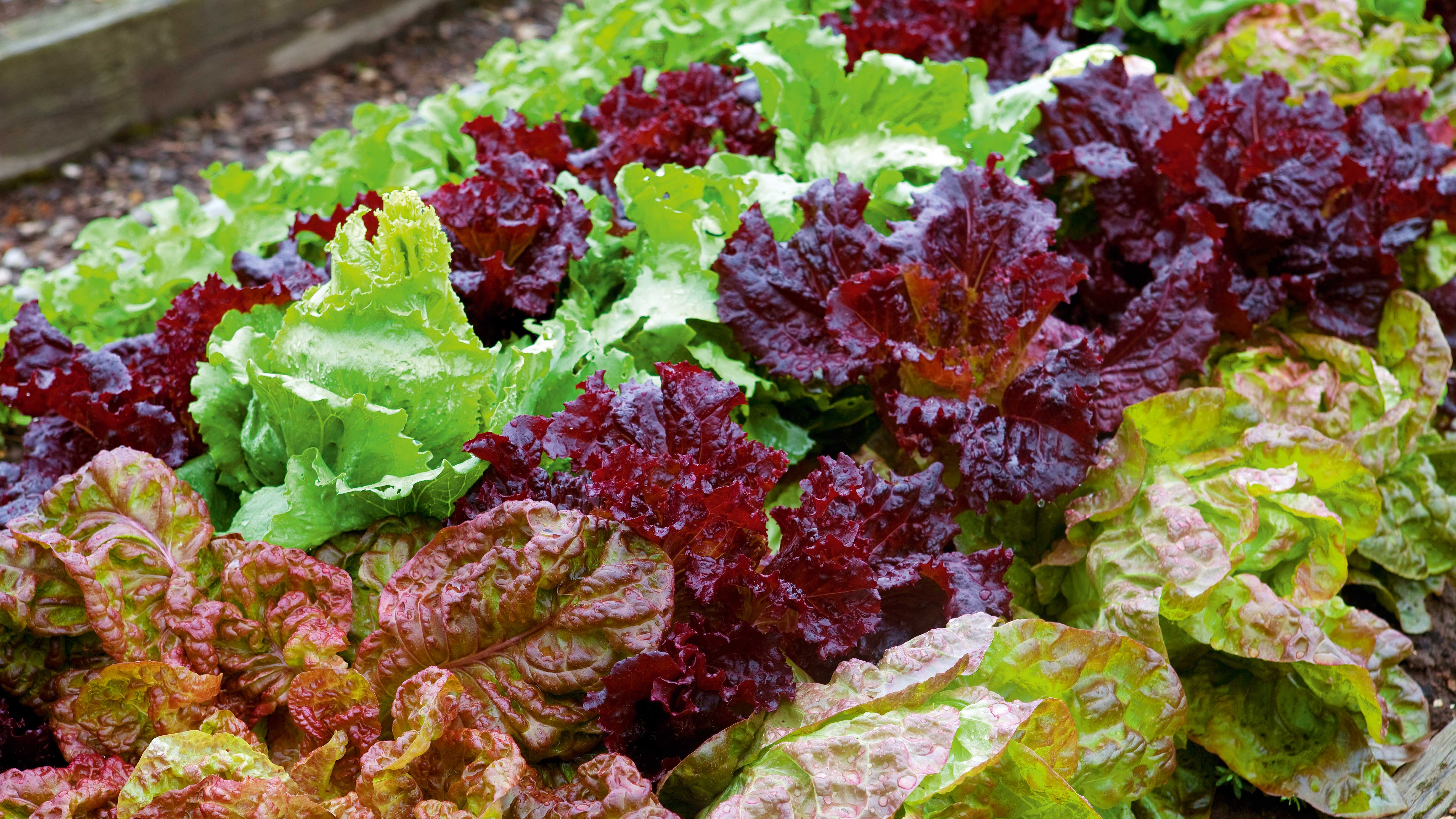 Mixed Lettuce Seeds for Planting