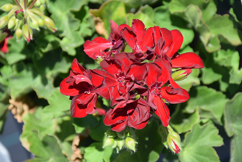 Maroon Univalve Geranium Flower seeds for Planting - Drought Tolerant, Heirloom & GMO Free Seeds for Home Garden
