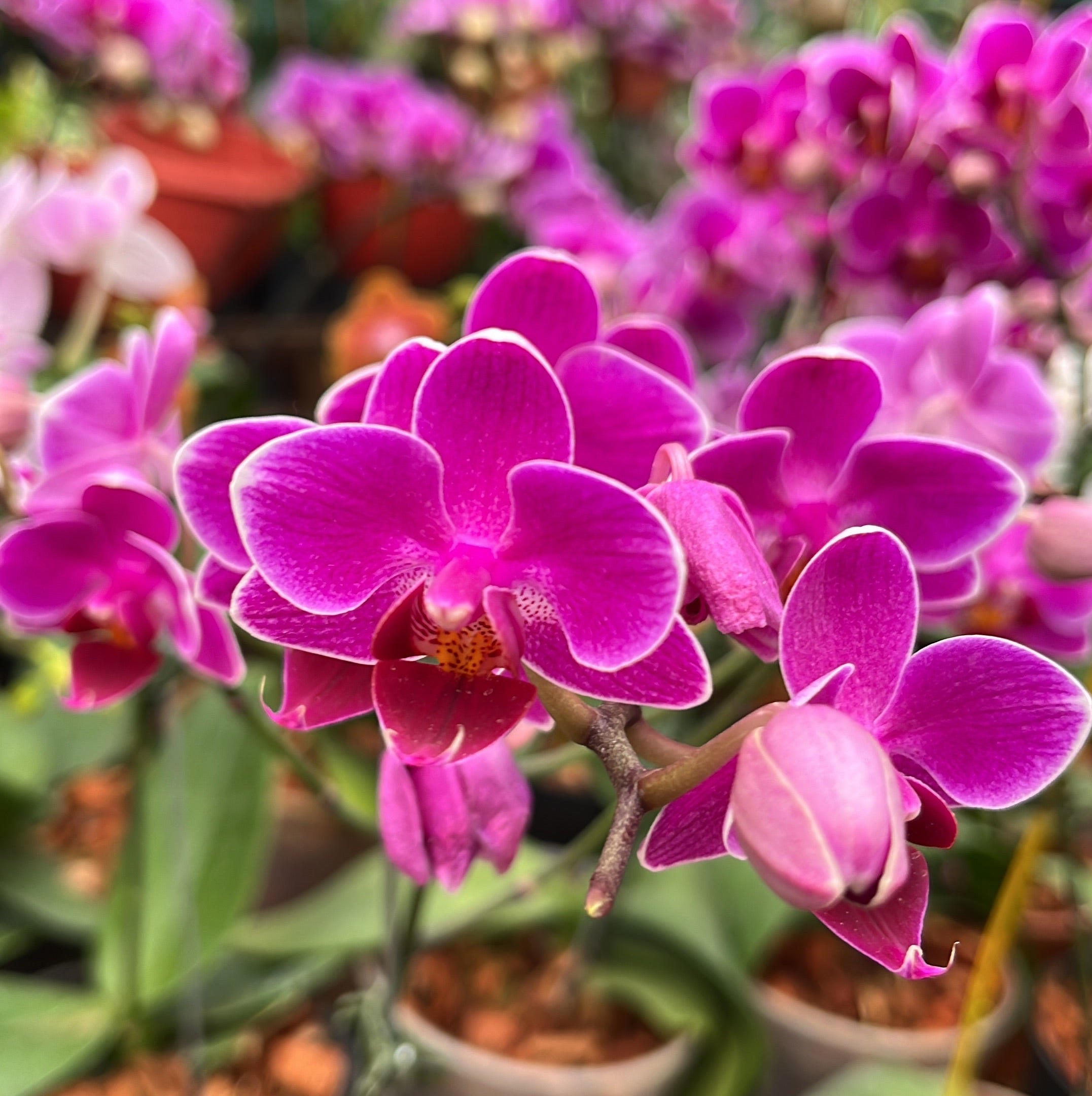 Violet Phalaenopsis Orchid Flower seeds for Planting - Garden Favorite, Heirloom & GMO Free Seeds for Home Garden