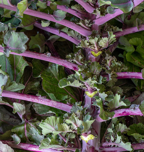 Purple Kalettes Vegetable Seeds for Planting