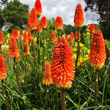 Uvaria Flower seeds for Planting - Cottage Garden Essential, Heirloom & GMO Free Seeds for Home Garden