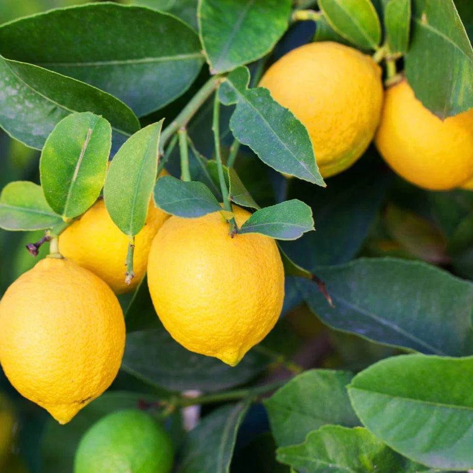 Lemon Fruit Seeds for Easy Planting - Indoor & Outdoor Gardening