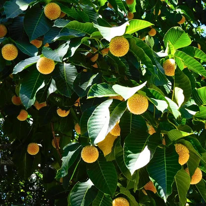 Green Anthocephalus Kadamba Flower seeds for Planting - Colorful Display, Heirloom & GMO Free Seeds for Home Garden