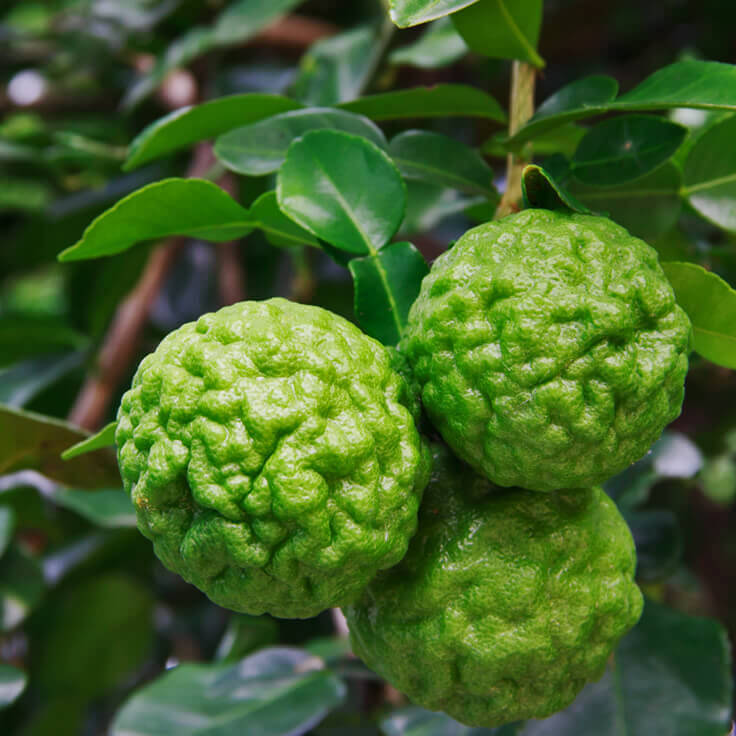 Kaffir Fruit Seeds for Planting - Perennial Citrus Trees for Fresh Fragrance and Flavor