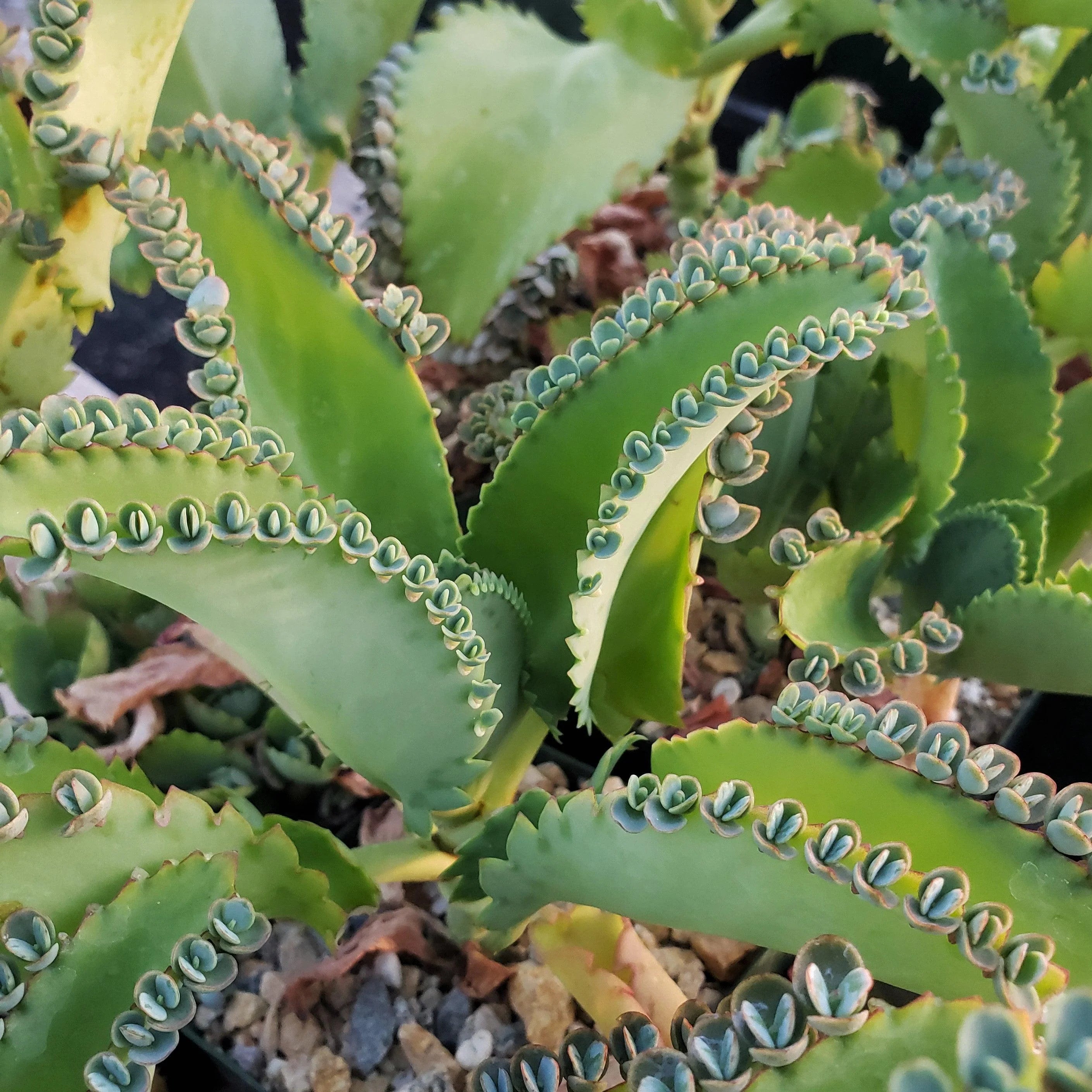 Kalanchoe Daigremontiana Flower seeds for Planting - Pollinator Friendly, Heirloom & GMO Free Seeds for Home Garden