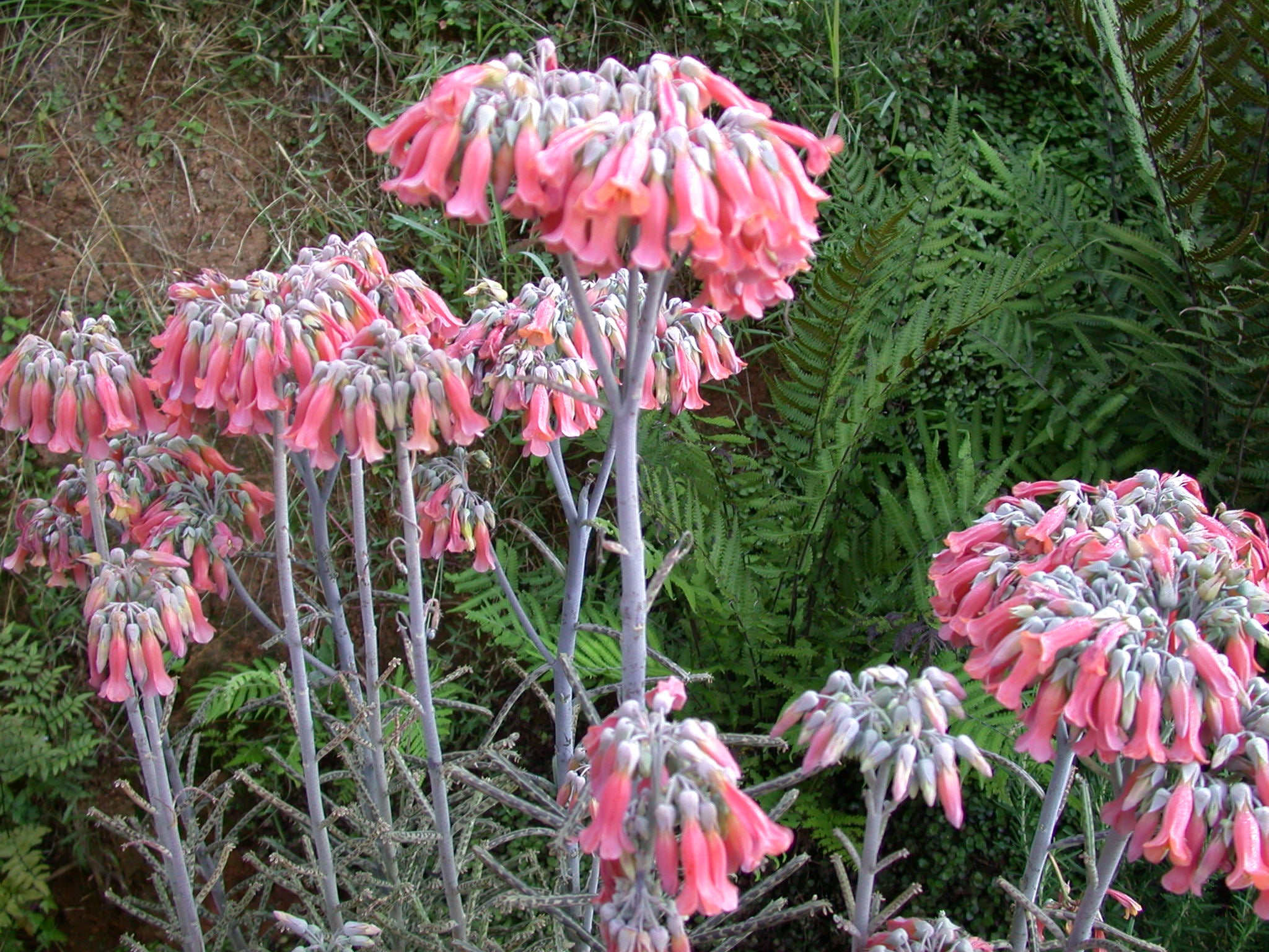 Chandelier Flower seeds for Planting Cottage Garden Essential Heirloom & GMO Free Seeds for Home Garden