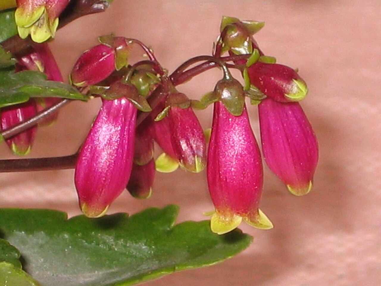 Kalanchoe Wendy Flower seeds for Planting Cottage Garden Essential Heirloom & GMO Free Seeds for Home Garden
