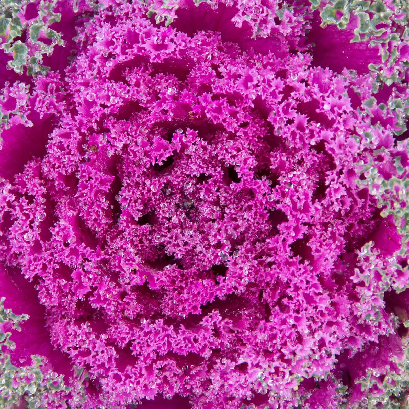 Pink Kale Vegetable Seeds for Planting
