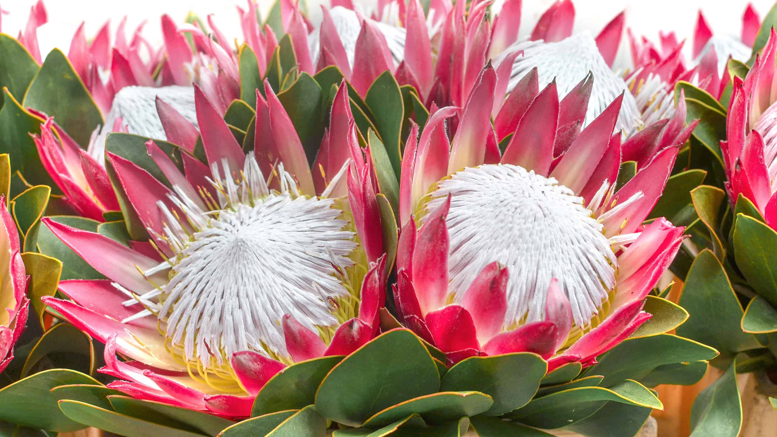 Pink White Protea Flower seeds for Planting - Wildflower Mix, Heirloom & GMO Free Seeds for Home Garden