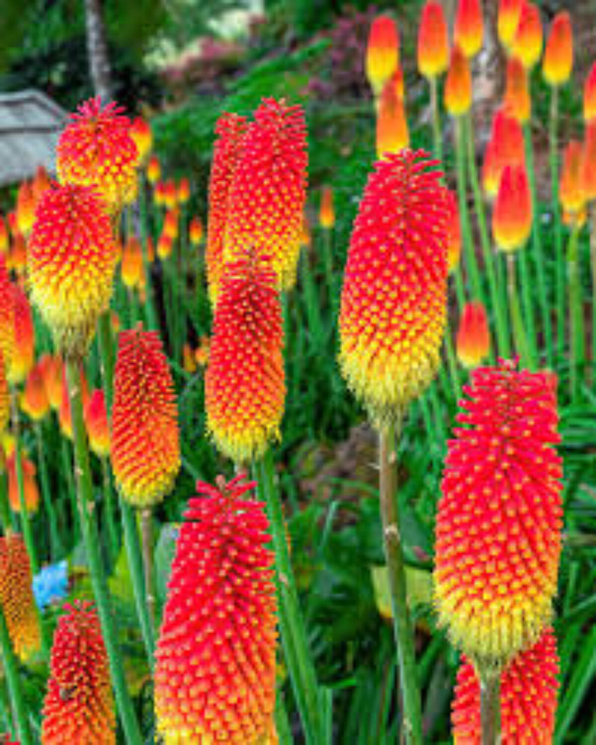 Kniphofia Flower seeds for Planting, Compact Growth Heirloom & GMO Free Seeds for Home Garden