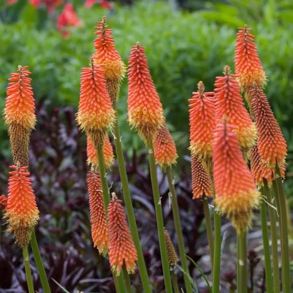 Red Hot Poker Flower seeds for Planting - Drought Tolerant, Heirloom & GMO Free Seeds for Home Garden