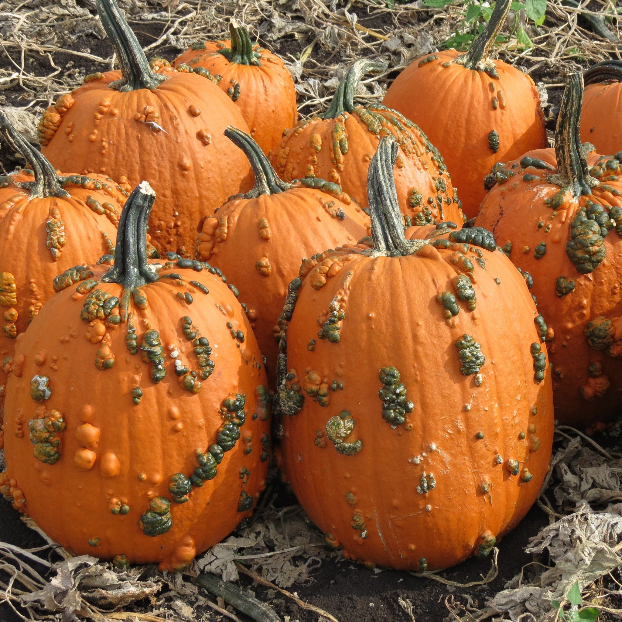 Orange Knucklehead Pumpkin Seeds, Premium Seeds seed packet for home gardening