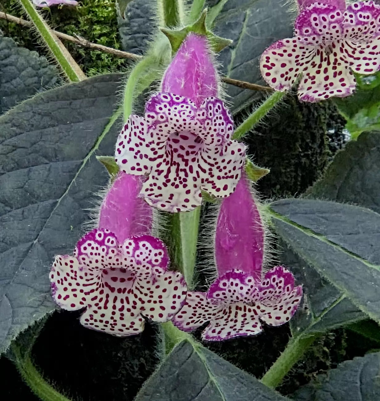 Pink Kohleria Flower seeds for Planting - Sun Loving, Heirloom & GMO Free Seeds for Home Garden