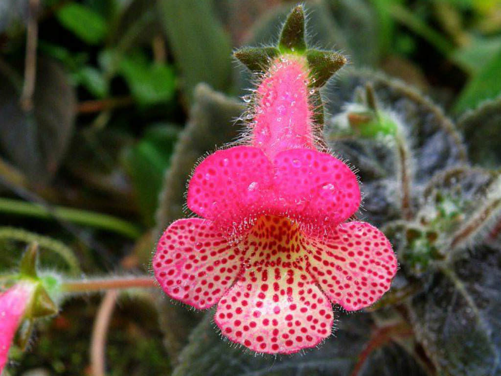 Pink Kohleria Flower seeds for Planting - Sun Loving, Heirloom & GMO Free Seeds for Home Garden