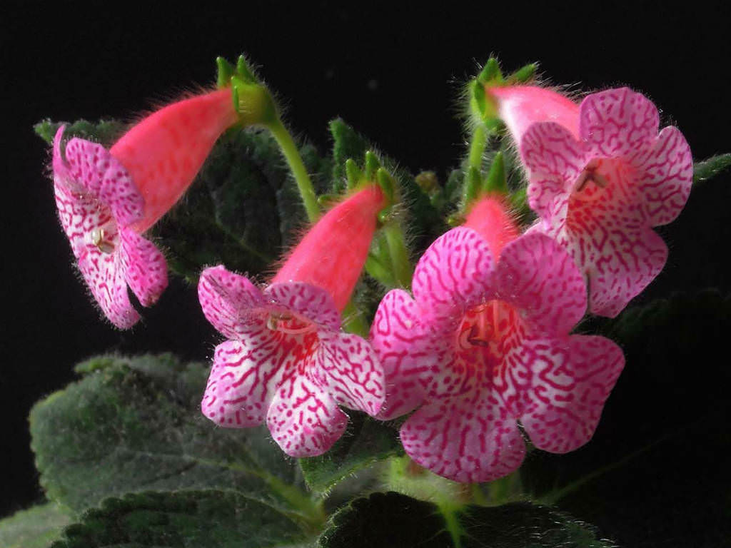 Pink Kohleria Flower seeds for Planting - Sun Loving, Heirloom & GMO Free Seeds for Home Garden
