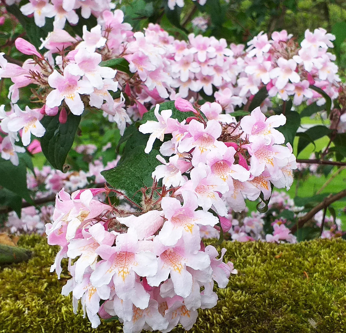 Pink Linnaea Amabilis Flower seeds for Planting - Compact Growth, Heirloom & GMO Free Seeds for Home Garden
 
 Sale seeds for home garden