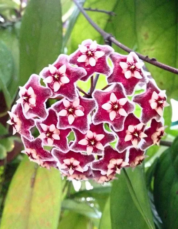 Red Hoya Ball Flower seeds for Planting - Long Bloom Season, Heirloom & GMO Free Seeds for Home Garden