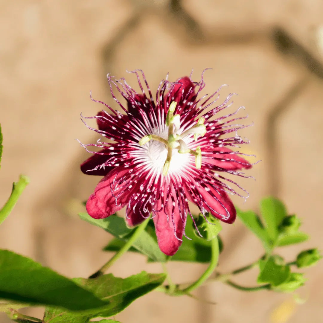 Pink and White Passion Flower Seeds for Planting