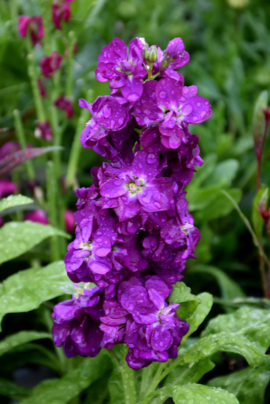 Blue Matthiola Incana Flower seeds for Planting - Garden Favorite, Heirloom & GMO Free Seeds for Home Garden