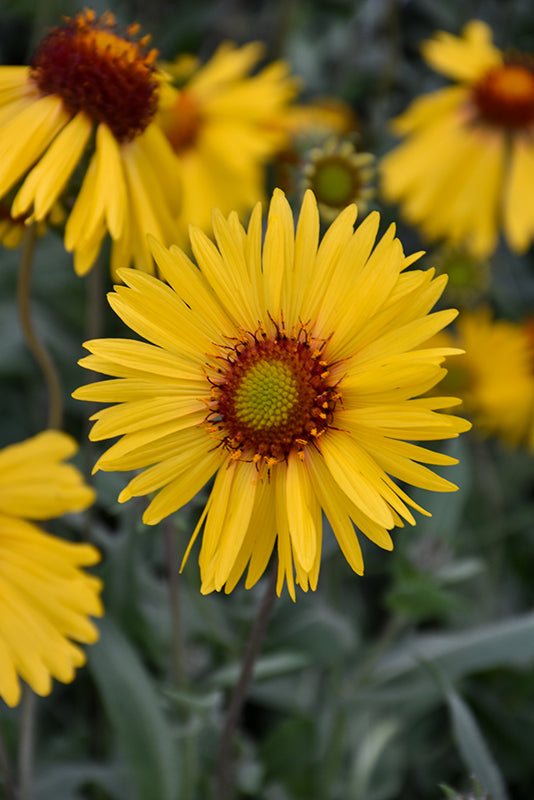Yellow Gaillardia Flower seeds for Planting - Garden Favorite, Heirloom & GMO Free Seeds for Home Garden