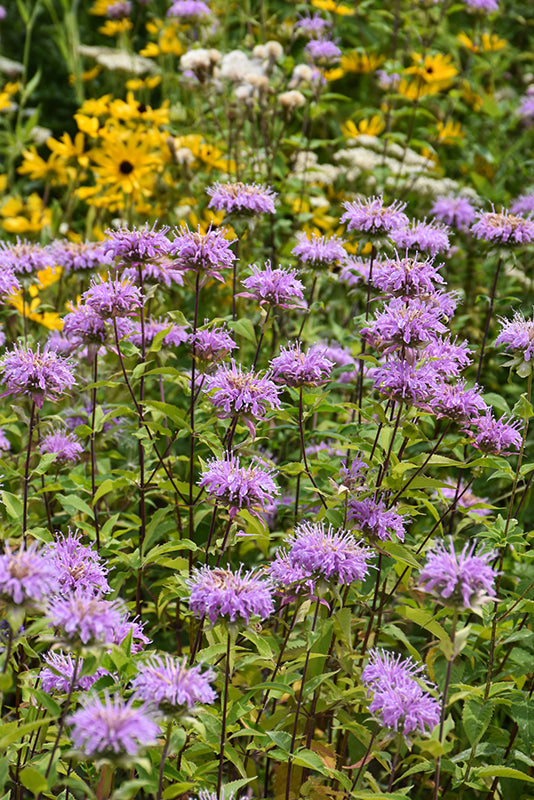 Purple Monarda Fistulosa Flower seeds for Planting - Sun Loving, Heirloom & GMO Free Seeds for Home Garden