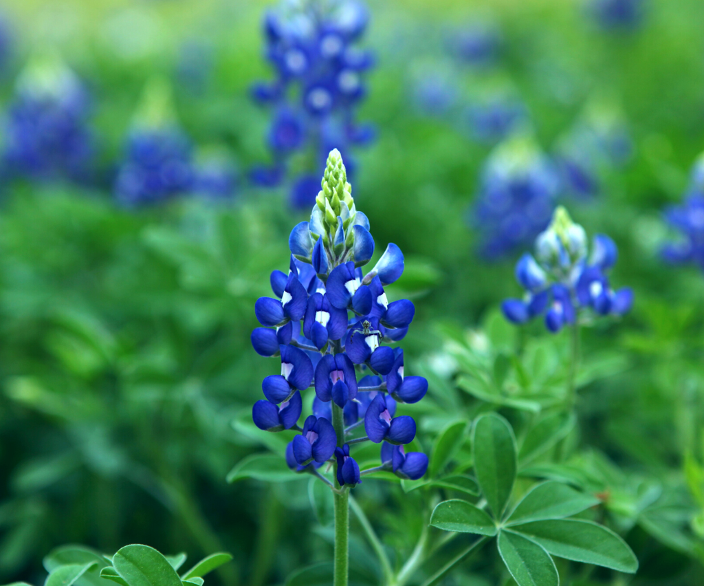 Blue Bonnet Flower seeds for Planting - Cottage Garden Essential, Heirloom & GMO Free Seeds for Home Garden