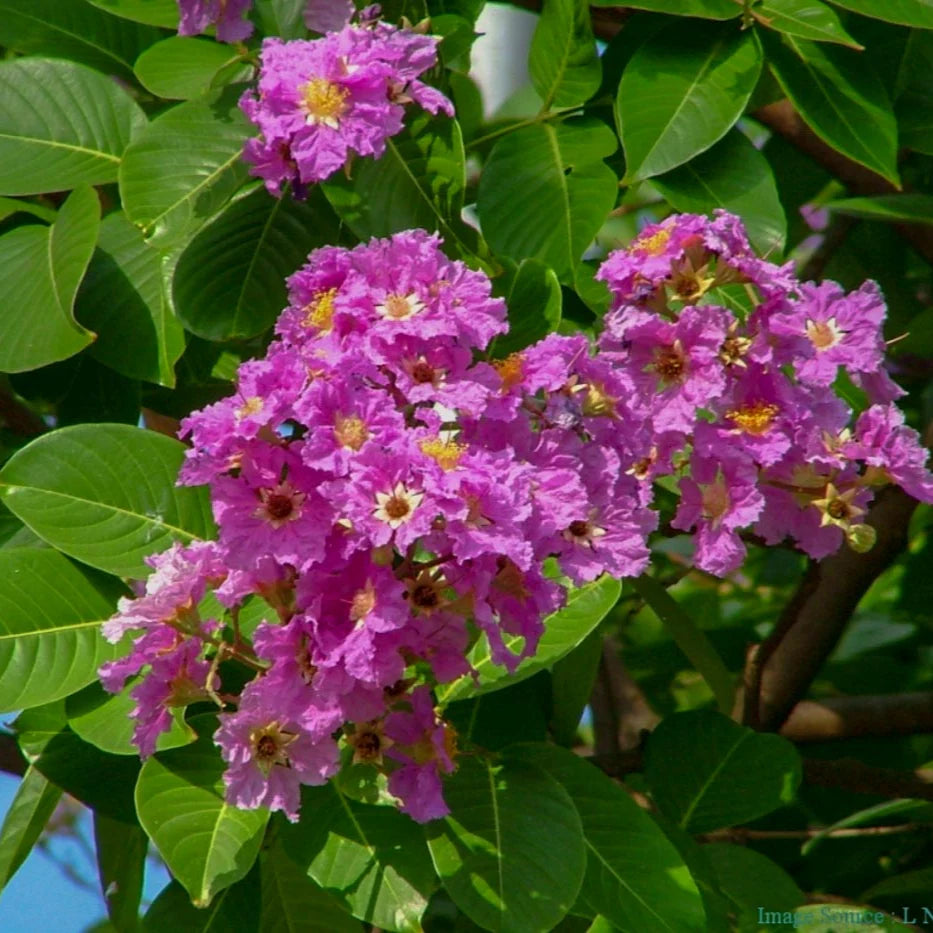 Lagerstroemia Speciosa Lagerstroemia speciosa Tree Seeds for Planting in Garden