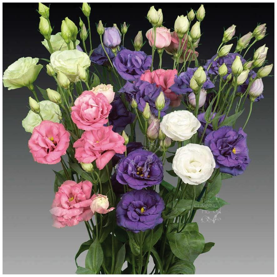 Mixed Lisianthus Flower seeds for Planting - Pollinator Friendly, Heirloom & GMO Free Seeds for Home Garden
