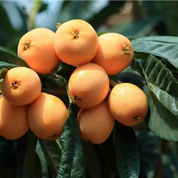 Loquat Fruit Seeds: Complete Planting Guide