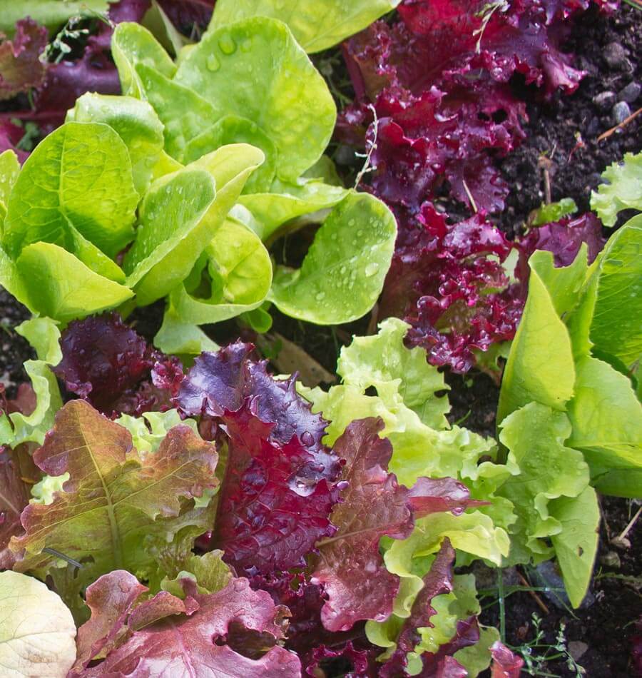 Mixed Gourmet Vegetable Planting Seeds