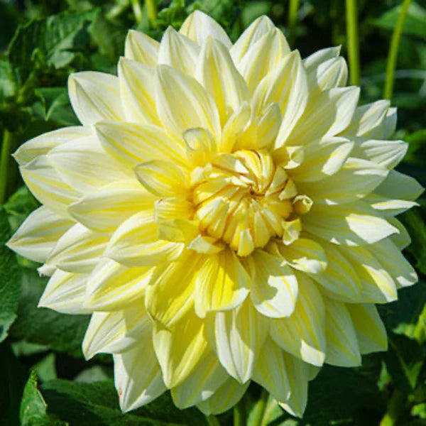 Light Yellow Dahlia Flower Seeds for Planting Long Bloom Season Heirloom & GMO Free Seeds for Home Garden
 
 Sale