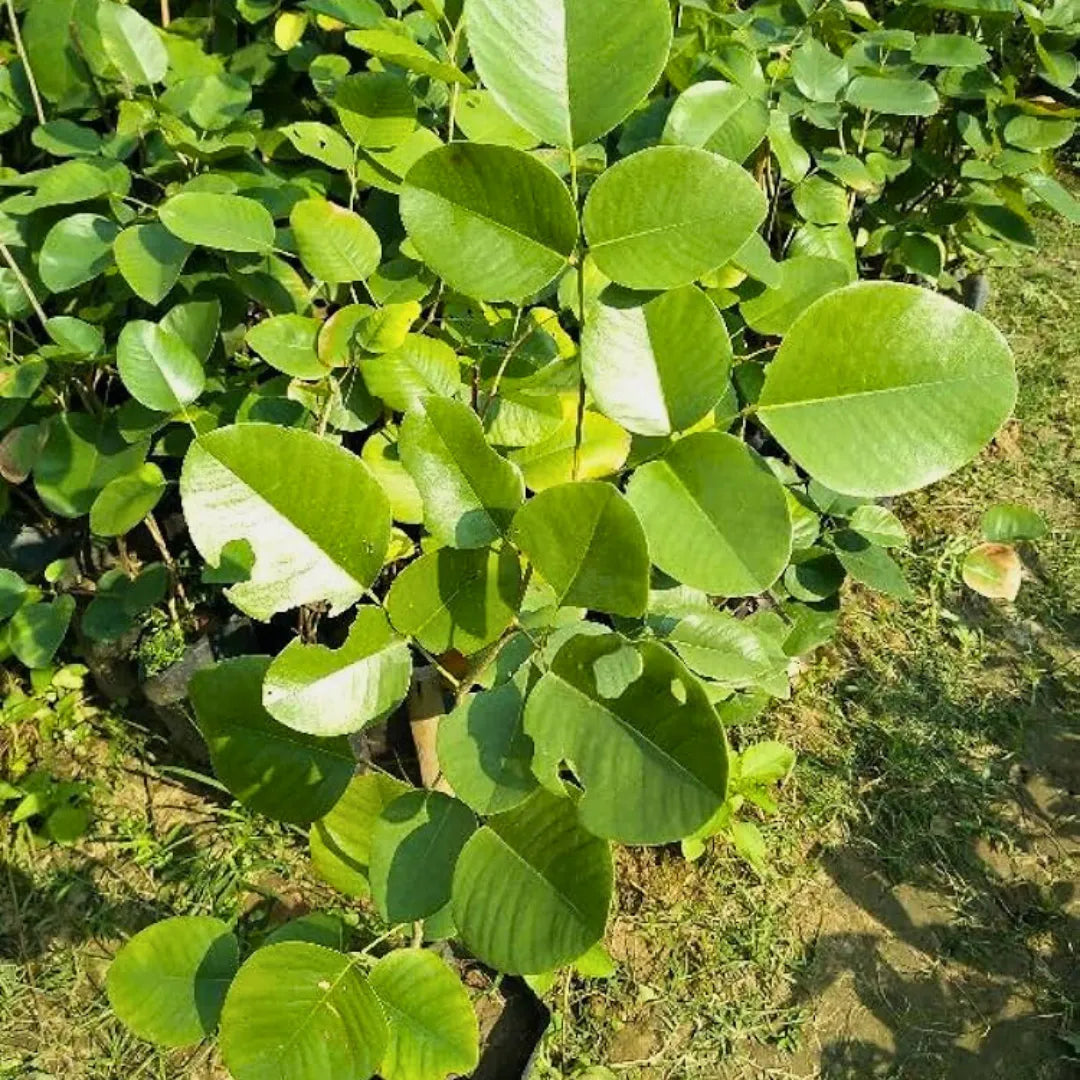 Red Sandalwood Plant Seeds Planting
