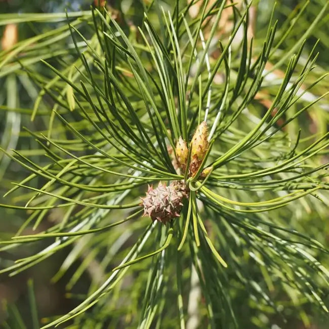 Bungeana Pine Planting Seeds for Gardening