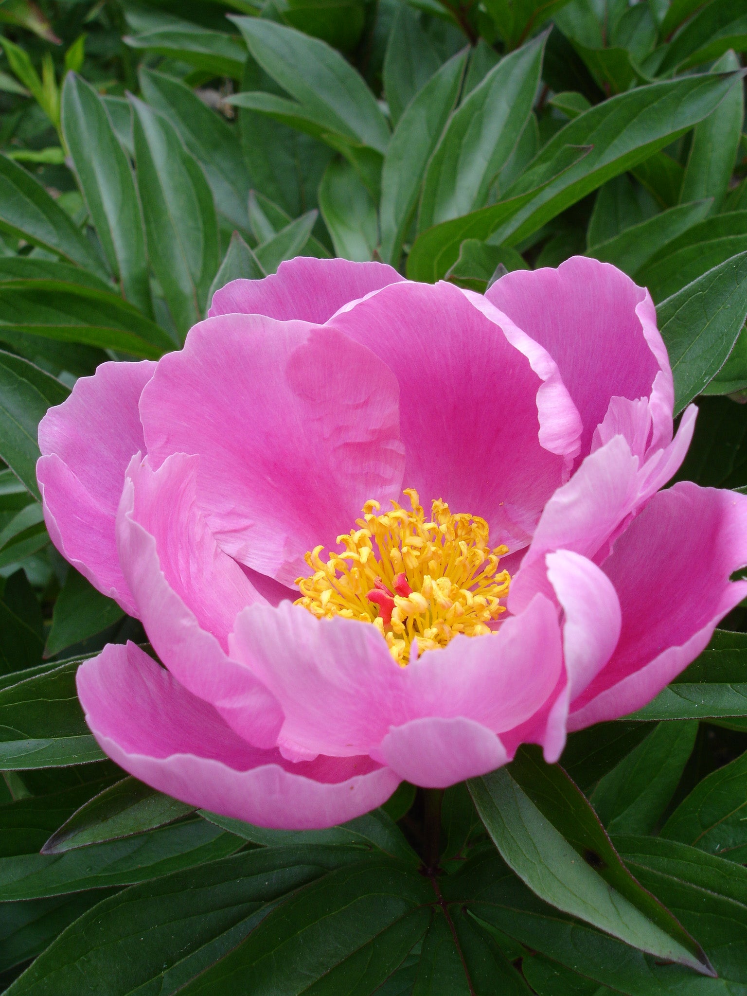 Pink Paeonia Tenuifolia Flower seeds for Planting - Perfect for Borders, Heirloom & GMO Free Seeds for Home Garden