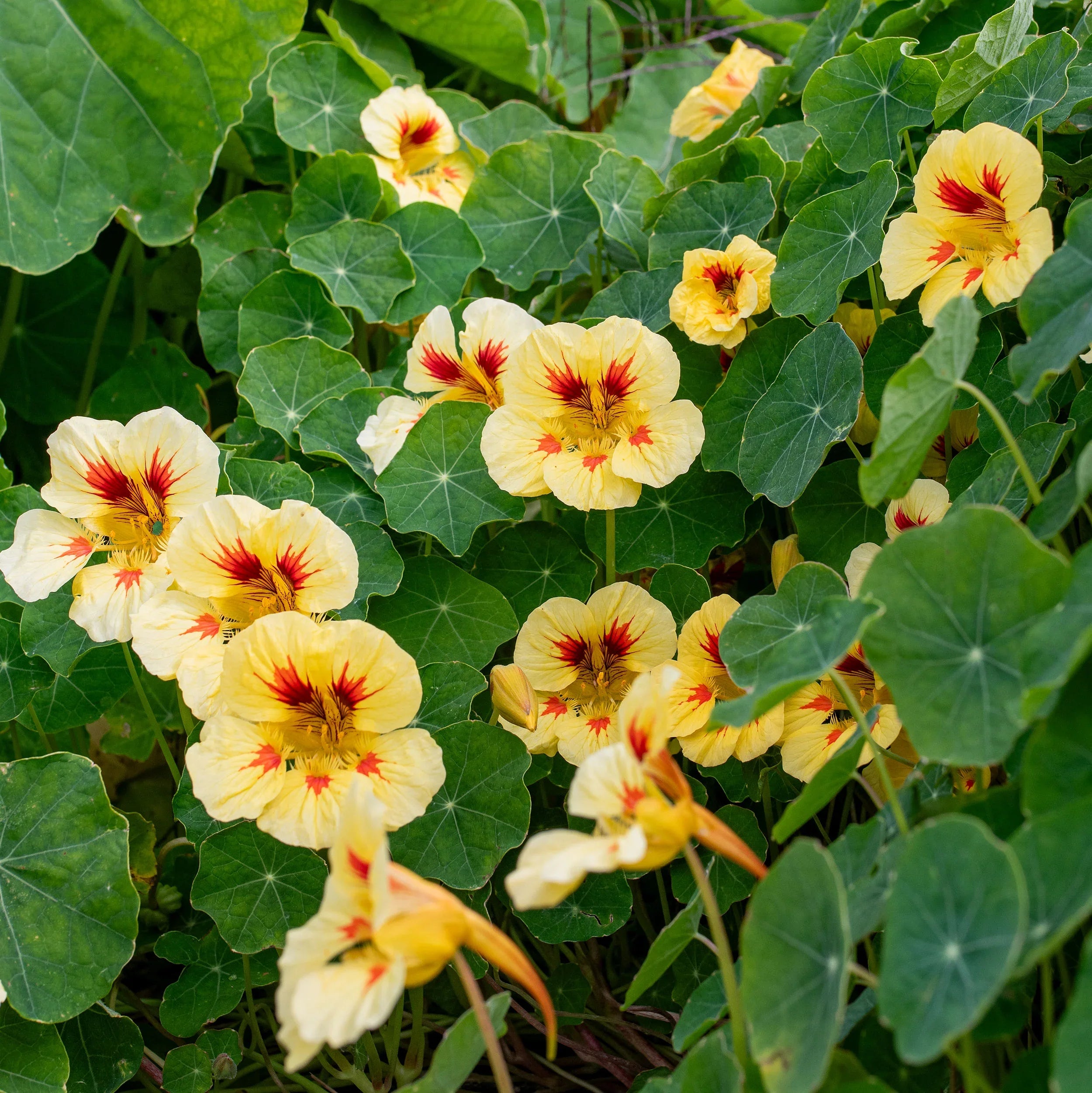 Non GMO cream ladybird seeds