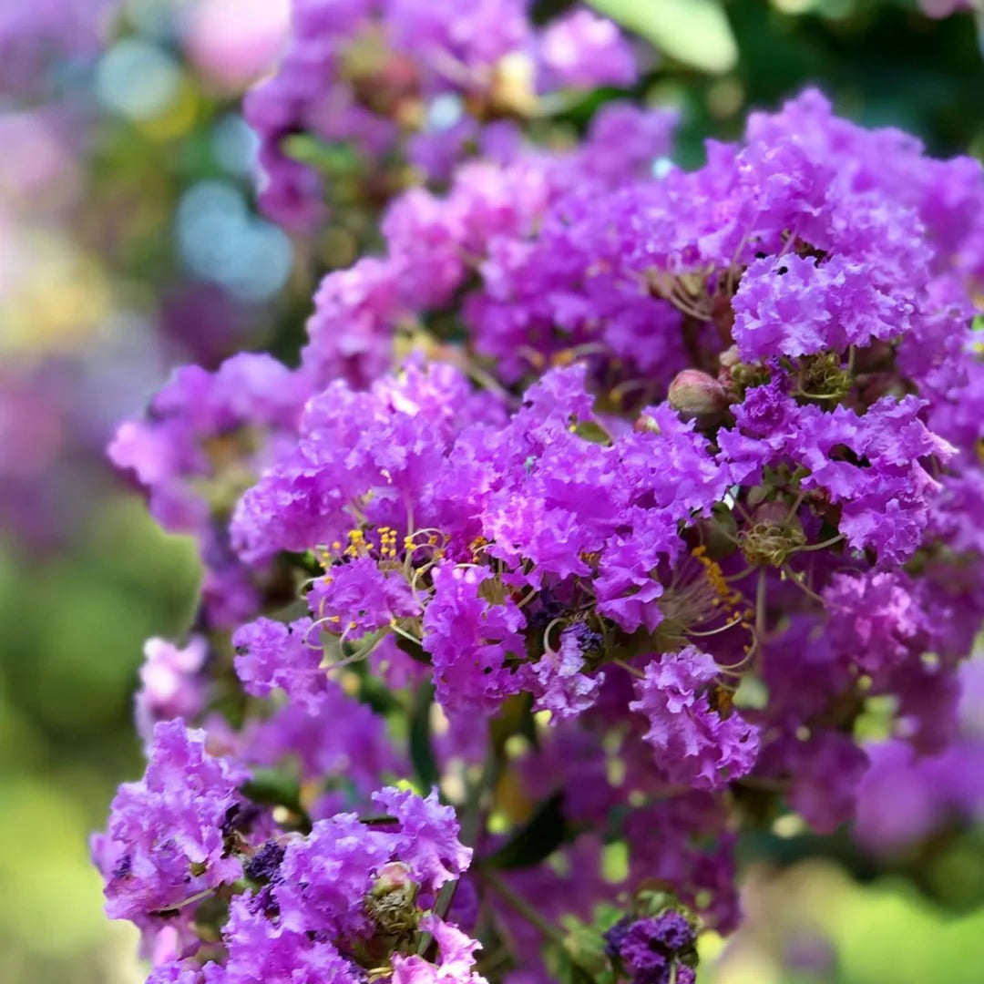 Mixed Crepe Myrtle Flower seeds for Planting - Bright Blooms, Heirloom & GMO Free Seeds for Home Garden