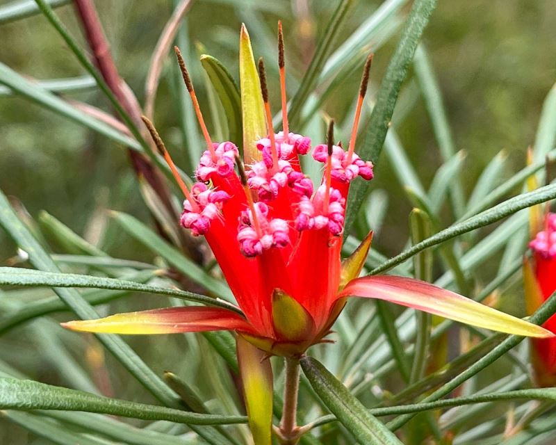 Red Euphorbia Griffithii Flower seeds for Planting - Shade Tolerant, Heirloom & GMO Free Seeds for Home Garden
