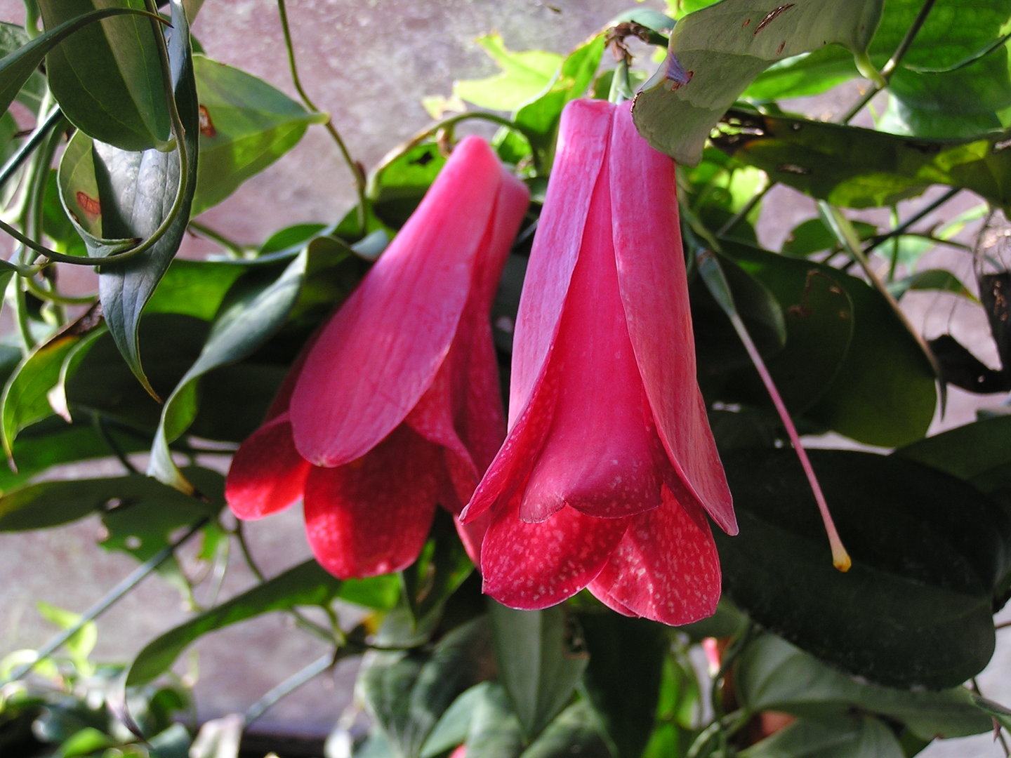 Chilean Bellflower Seeds (Lapageria Rosea) for Unique and Beautiful Garden Flowers