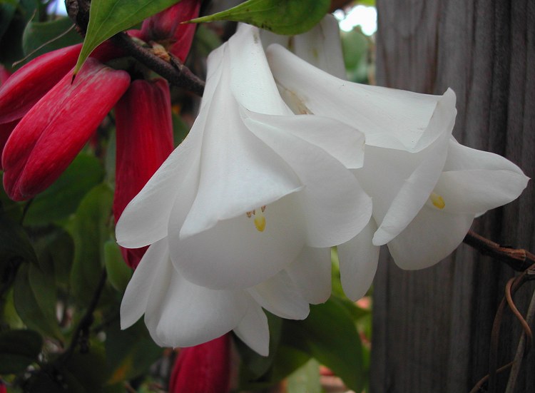 White Lapageria Flower seeds for Planting - Colorful Display, Heirloom & GMO Free Seeds for Home Garden