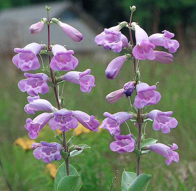 Blue Skullcap Flower seeds for Planting - Shade Tolerant, Heirloom & GMO Free Seeds for Home Garden